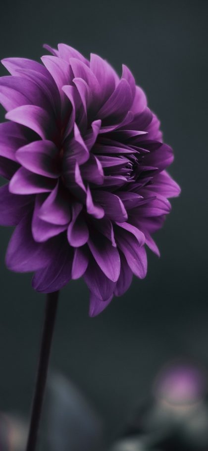 漫花必看 App 夜间模式设置界面截图，色温与亮度双滑杆调节，整体为深色暖调，氛围安静